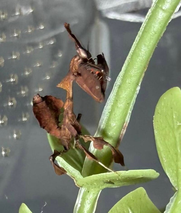 Ghost mantis L4