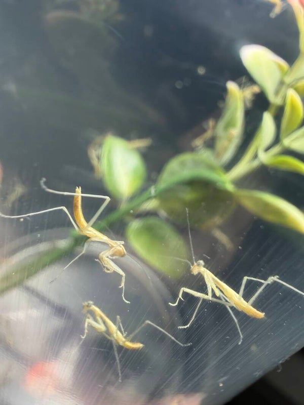 Chinese mantis nymph