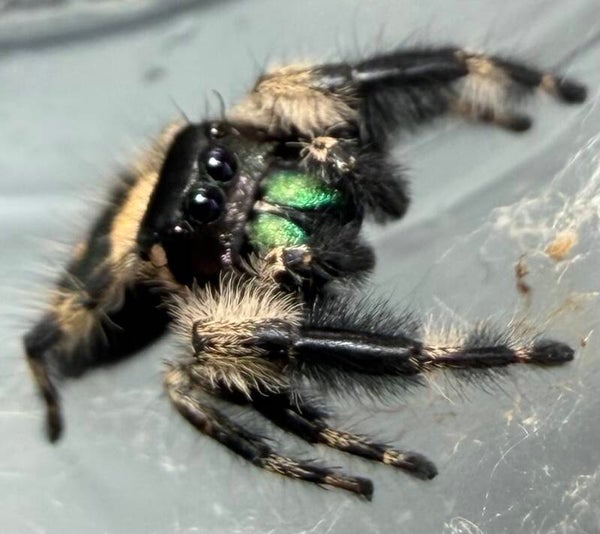 24A: Florida otiosus variant subadult male