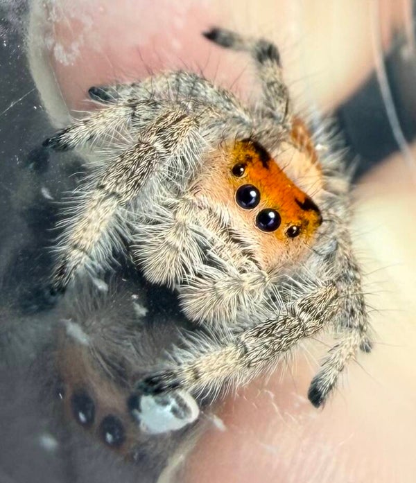 24C: just matured orange female