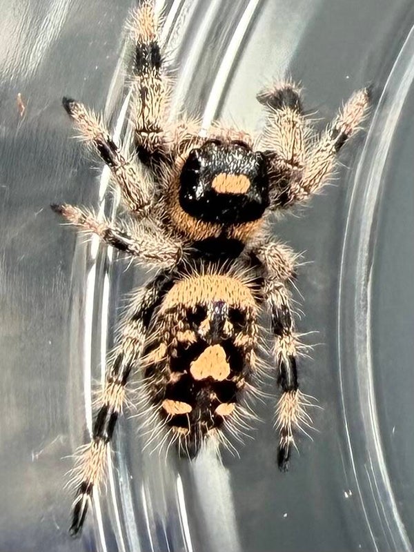 24E: i7 female from Oreo mom