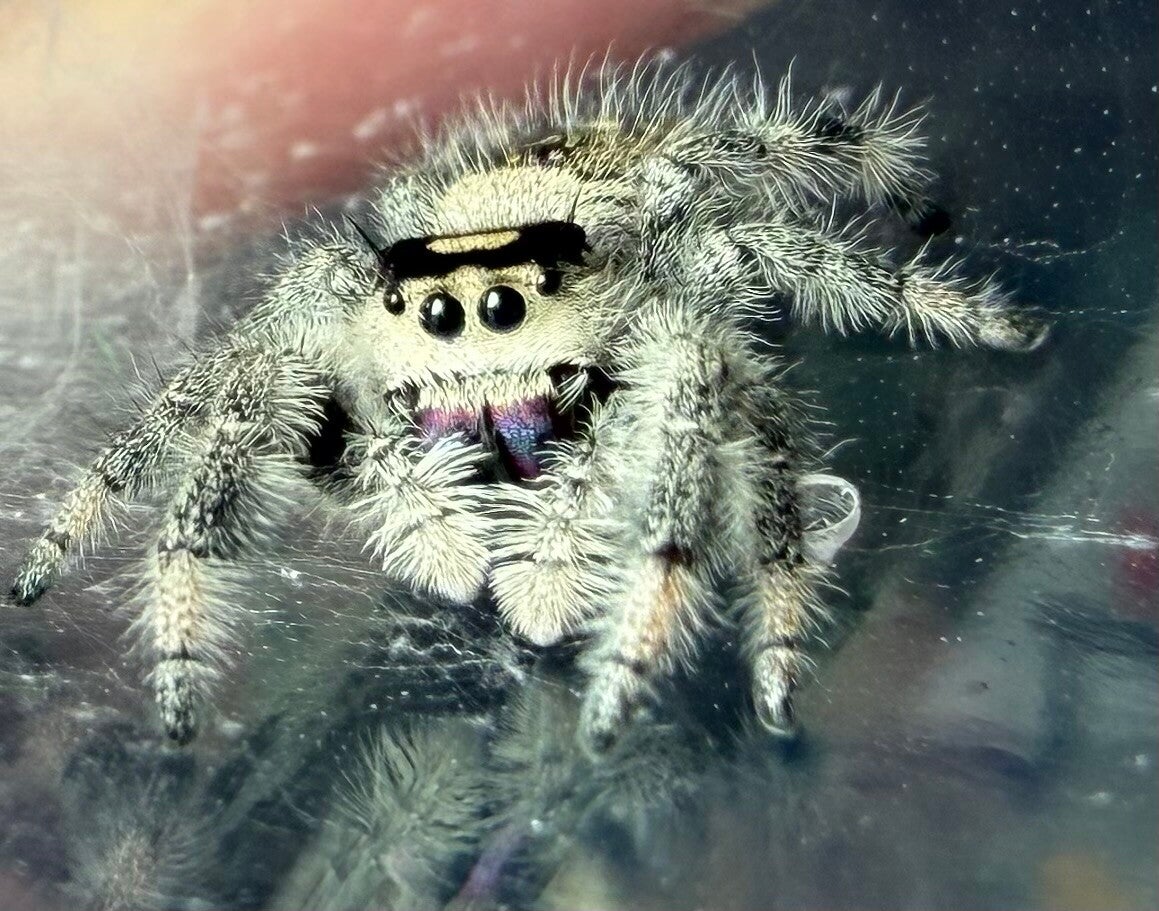 Z-11: Subadult White female