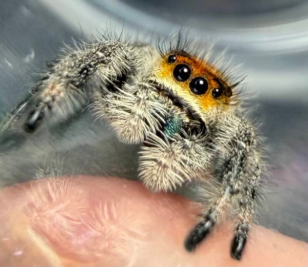 Z-12: subadult orange female