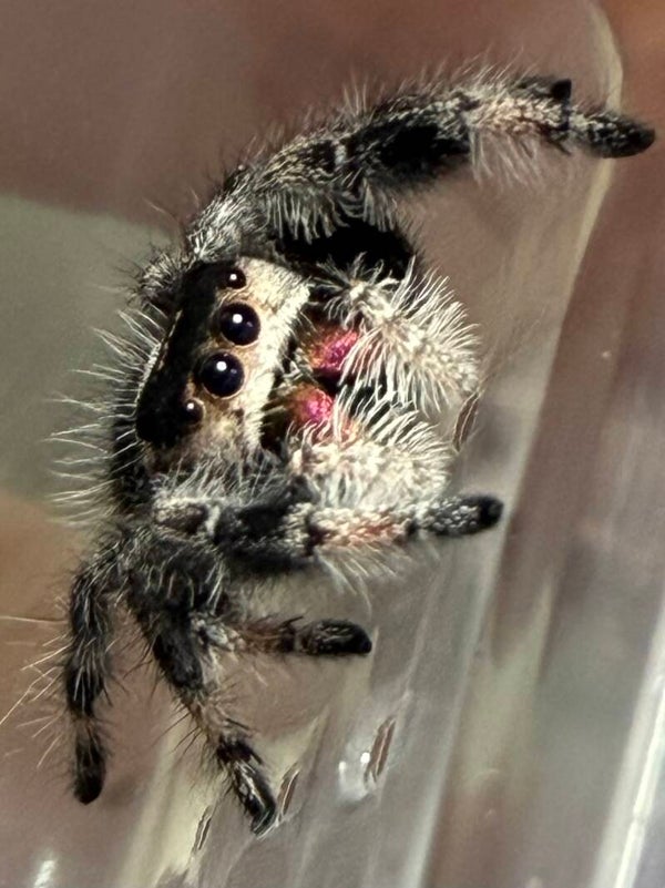 Freckles: N-1 i8 apalachicola female