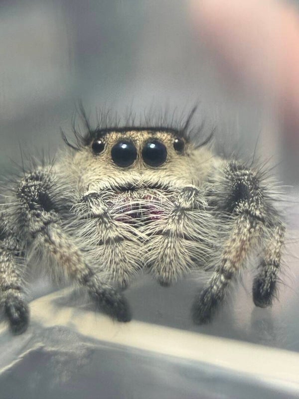 Bubblegum: N-2: dark line subadult female