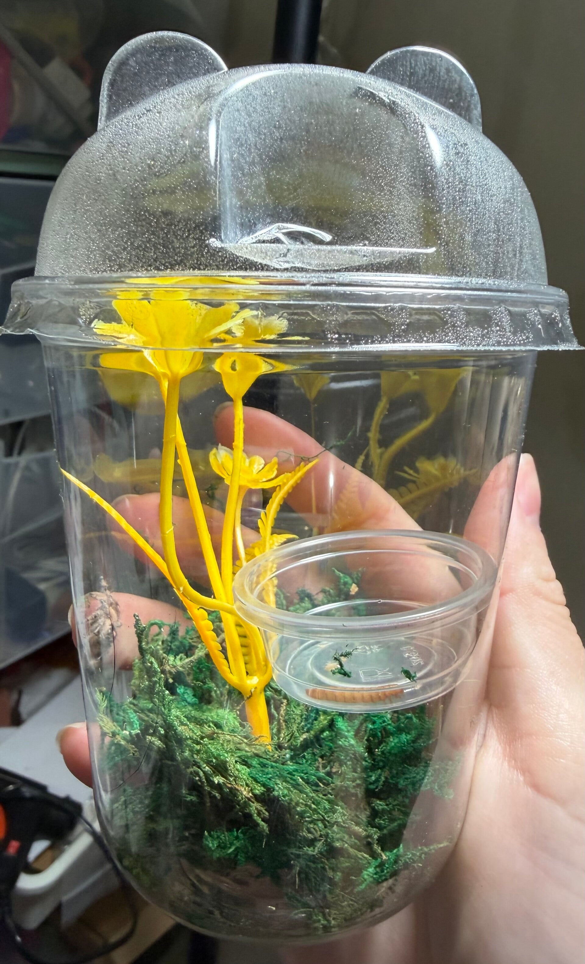 Add on- 5.6” bear container for juveniles