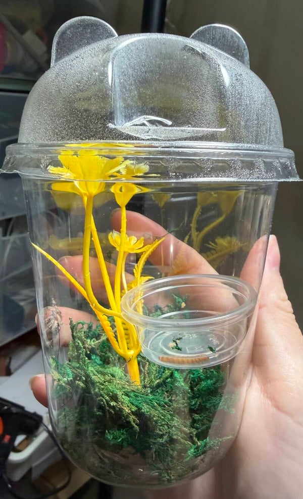 Add on- 5.6” bear container for juveniles
