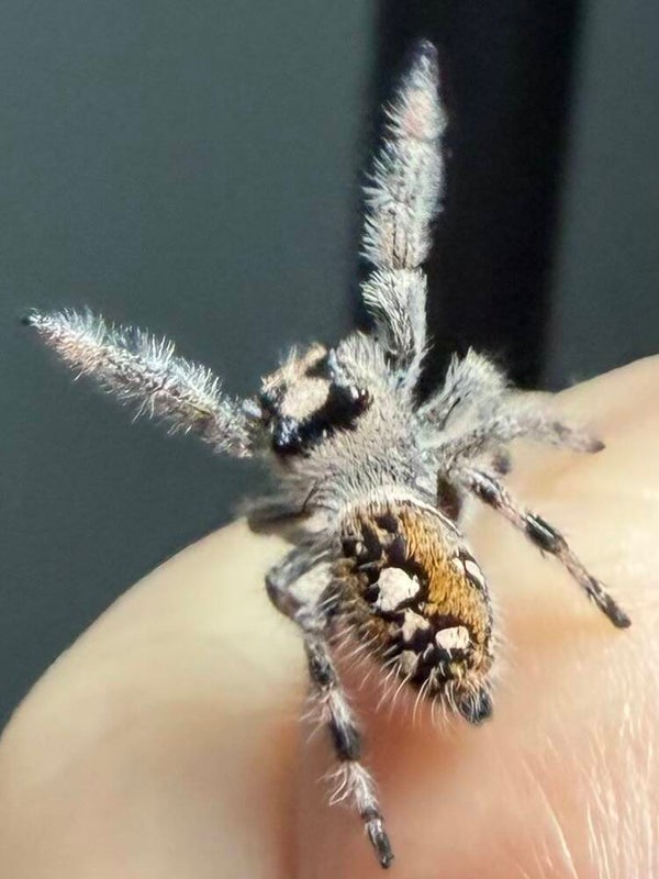 25B: i8 light/orange female