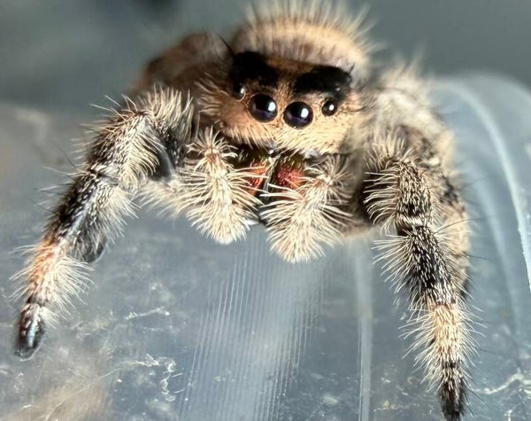 25D: subadult female from Halloween colored mom