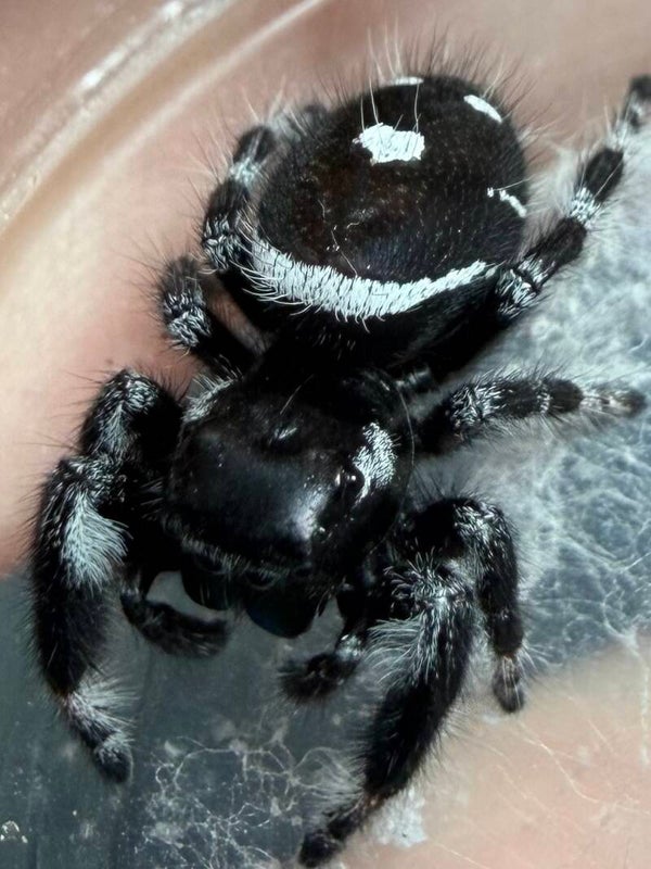 25E: just matured white banded male