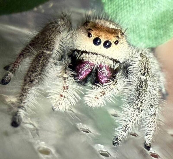 Sadie: N-6 GRAVID Orangey Peach mama