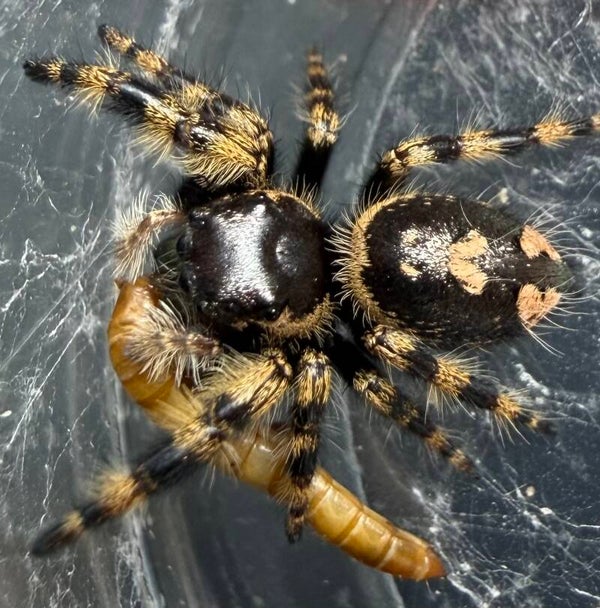 25H: newly matured Fl. Otiosus female