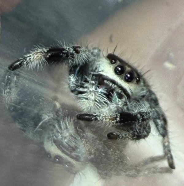 Ash: N-7: i8 apalachicola female