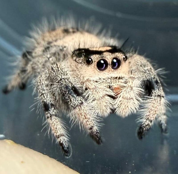 25K: subadult peachy female
