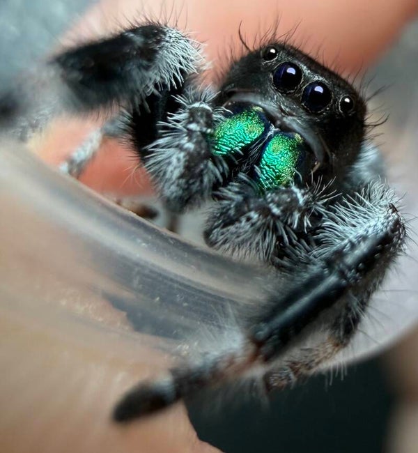 25O: subadult male from high white mama