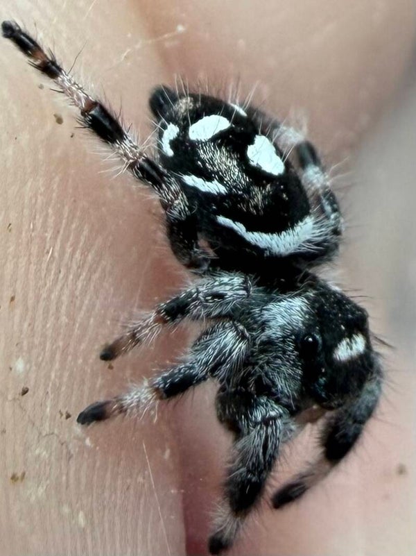 25P: i6 recessive white/white banded male