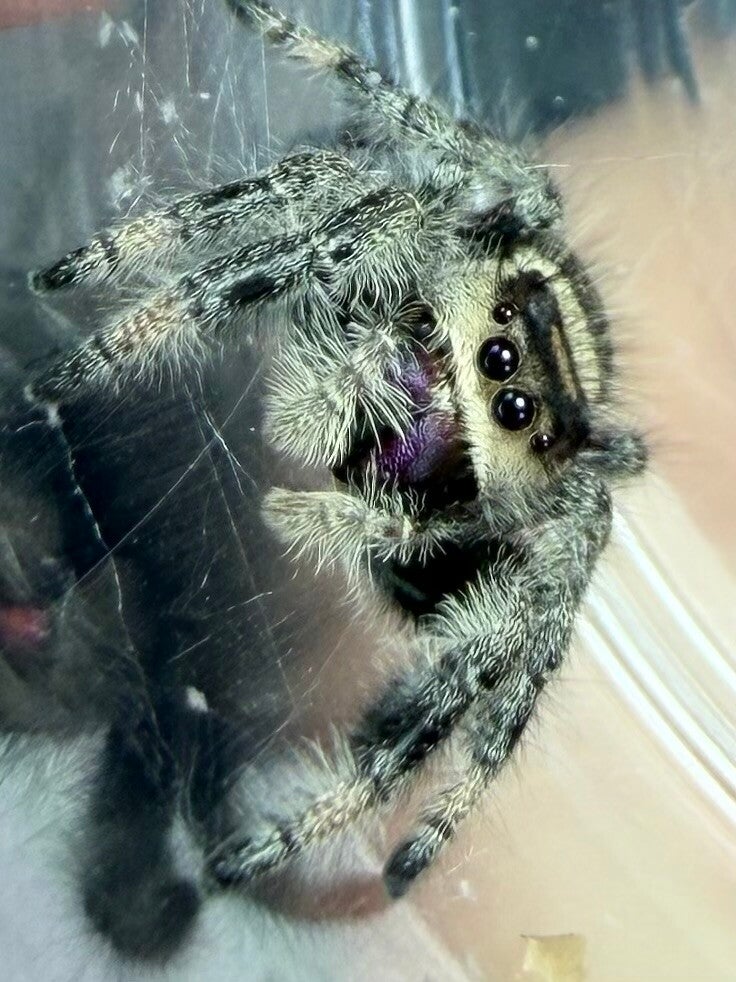 1E: subadult apalachicola female