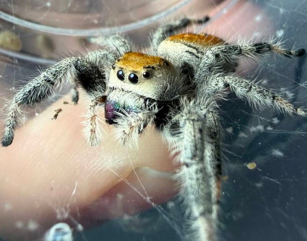 25Q: newly paired (potentially gravid) orange female