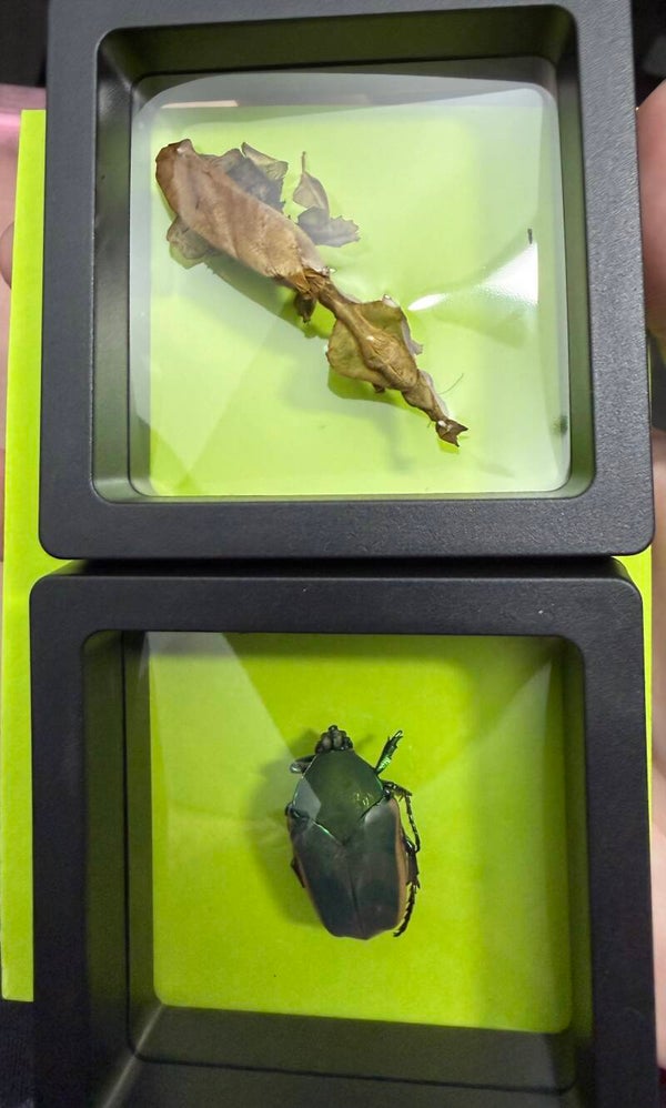 2 pack Insect specimen clear floating display frame