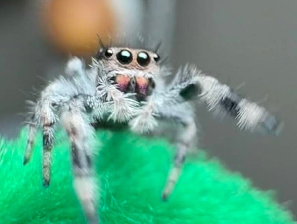 S’mores: J-14 Oreo i6 female juvenile