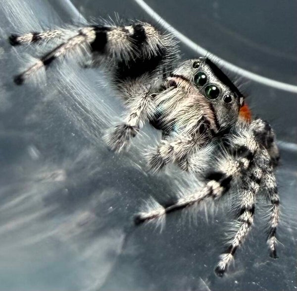 25T: just matured adumbratus male