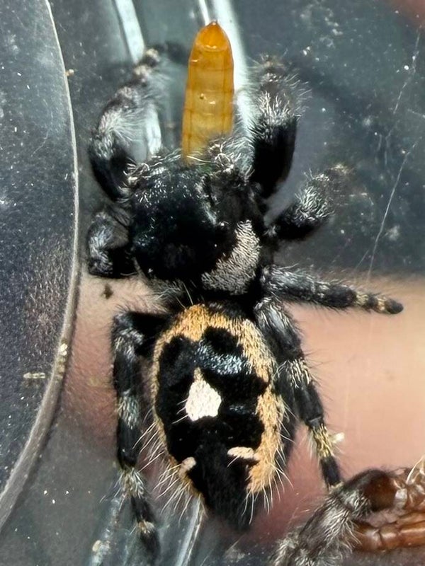 25W: just matured big bend audax female