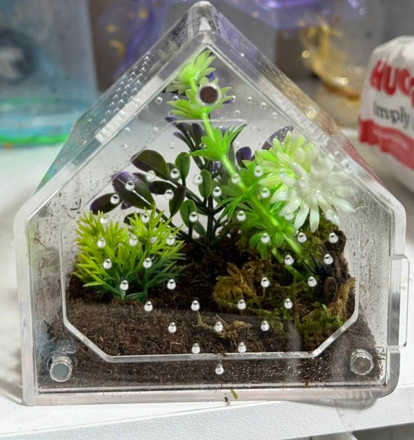 Juvenile jumping spider house enclosure 4x4x4”