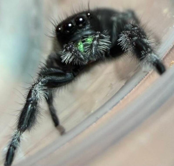 Mr. Pickles: J-15 Light line male i7