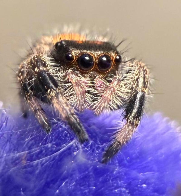 i5/i6 Orange juvenile (Category)