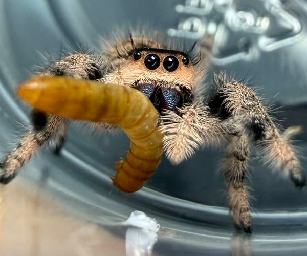 26A: i8 peachy female