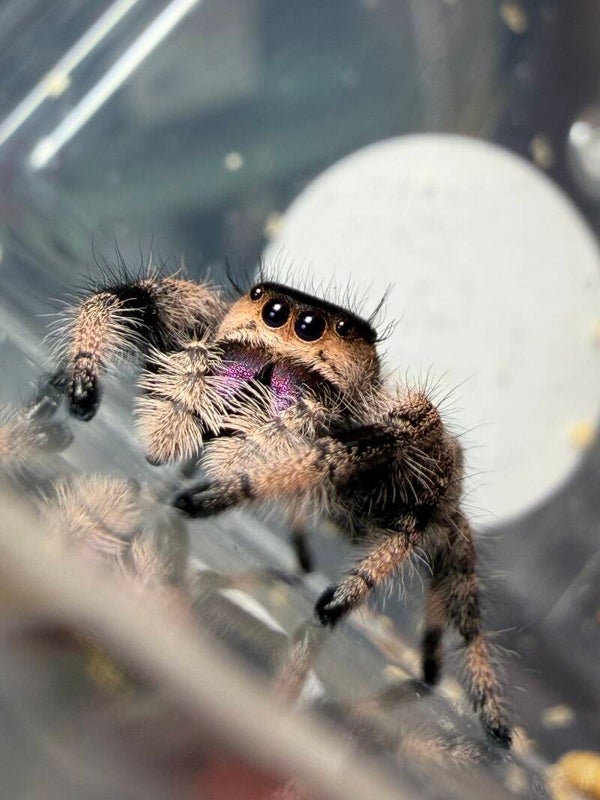 Violet: N-9: Oreo line dark mature female