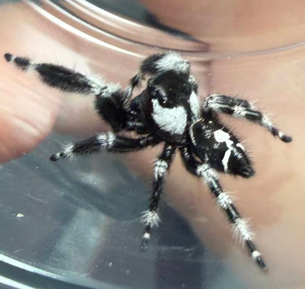 26D: newly matured big bend male