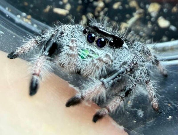 26E: i7/i8 white recessive male from Oreo colored mama