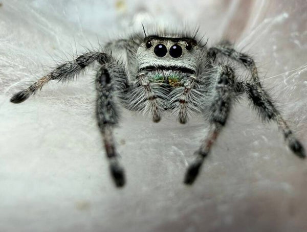 26F:: GRAVID Oreo mama with eggsac