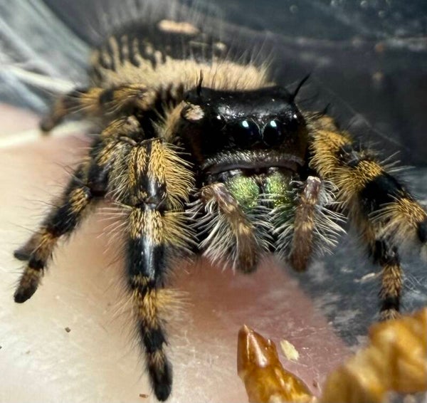 26G: larger Otiosus just matured female