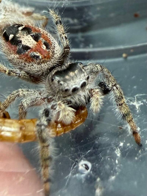 26H: just matured female californicus