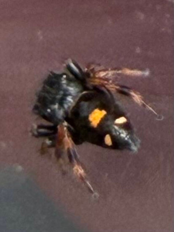 Dragons breath i4/i5 (Category)