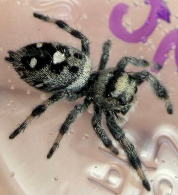 26L: i6 female from Oreo colored mom