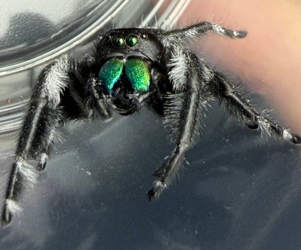 26O: larger mature male