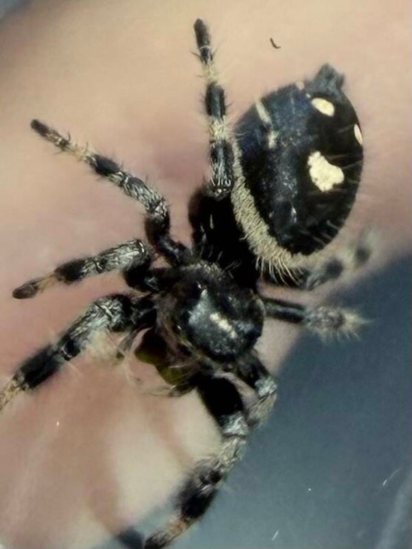 26P: i8 dark female