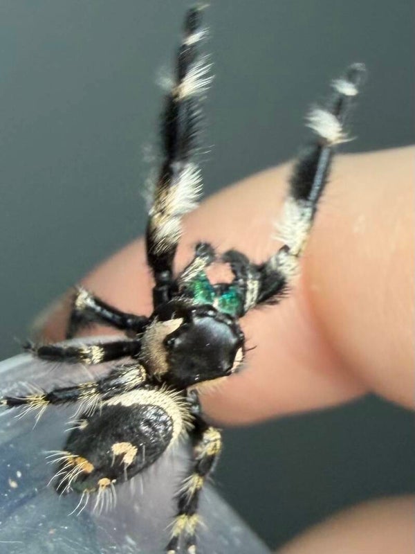 26S: hybrid Otiosus just matured male