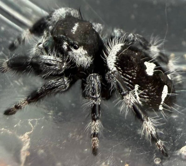 26T: i8 white banded male from white banded parents