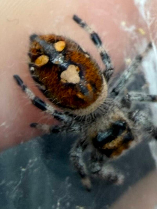 26U: i7/i8 orange female from white mom