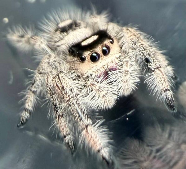 26X: i8 female from Oreo mom