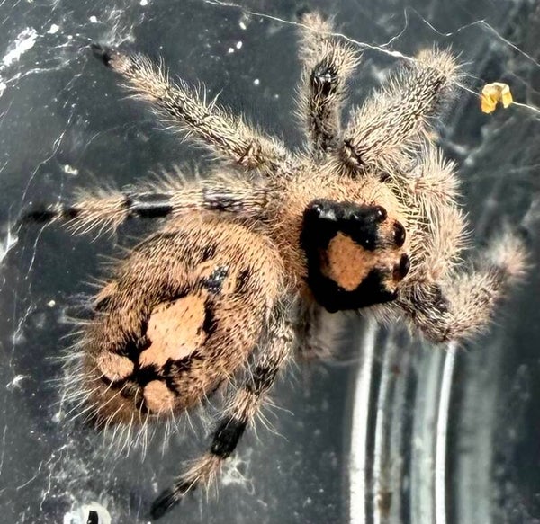 26Y: i7/i8 female from high white mom with unique markings