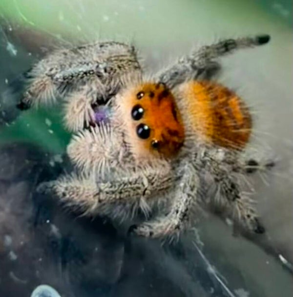 2N: subadult orange female