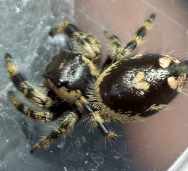 27L: subadult Otiosus female