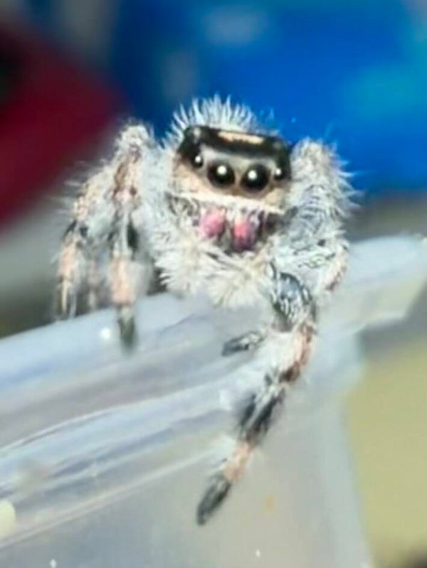 2P: i6/i7 apalachicola female