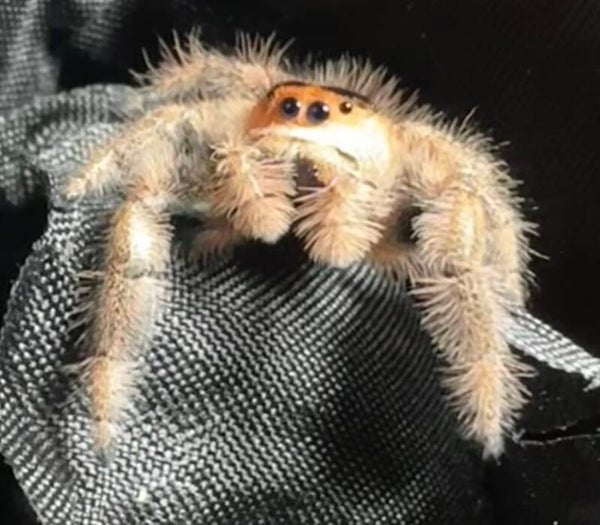 Peaches: (A-1) peachy female mature