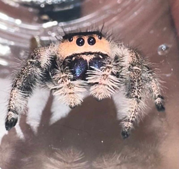 Ring Pop: D-10 pinky peach newly mature female